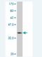 Twinkle protein, mitochondrial antibody, H00056652-M03, Novus Biologicals, Western Blot image 