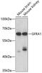 GDNF Family Receptor Alpha 1 antibody, GTX54146, GeneTex, Western Blot image 