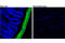 Calponin 1 antibody, 17819T, Cell Signaling Technology, Flow Cytometry image 