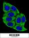Phospholipase D Family Member 5 antibody, 55-939, ProSci, Immunofluorescence image 