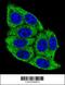 Inactive phosphatidylcholine-hydrolyzing phospholipase D5 antibody, 55-939, ProSci, Immunofluorescence image 