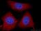Sorting Nexin 17 antibody, 10275-1-AP, Proteintech Group, Immunofluorescence image 