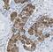 Keratin 80 antibody, FNab04657, FineTest, Immunohistochemistry frozen image 