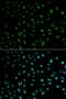 ELAV Like RNA Binding Protein 1 antibody, orb48361, Biorbyt, Immunocytochemistry image 