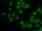 Heterogeneous Nuclear Ribonucleoprotein U Like 2 antibody, 20143-1-AP, Proteintech Group, Immunofluorescence image 