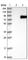 Leucine Zipper Tumor Suppressor 1 antibody, HPA022046, Atlas Antibodies, Western Blot image 