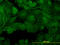 PTK7 antibody, LS-C198030, Lifespan Biosciences, Immunofluorescence image 