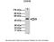 Cytochrome C Oxidase Assembly Homolog COX15 antibody, 30-203, ProSci, Western Blot image 