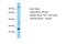 Olfactory Receptor Family 10 Subfamily A Member 2 antibody, A15011, Boster Biological Technology, Western Blot image 