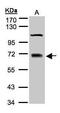 Tripartite Motif Containing 25 antibody, PA5-27229, Invitrogen Antibodies, Western Blot image 
