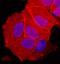 OBCAM antibody, AF2777, R&D Systems, Immunofluorescence image 