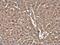 Cofilin 1 antibody, MA5-27737, Invitrogen Antibodies, Immunohistochemistry frozen image 