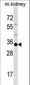 POU Domain Class 5, Transcription Factor 2 antibody, LS-C163880, Lifespan Biosciences, Western Blot image 