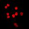 Thymine DNA Glycosylase antibody, orb224021, Biorbyt, Immunocytochemistry image 