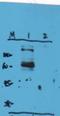 Tripartite Motif Containing 32 antibody, orb11514, Biorbyt, Western Blot image 