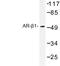 Adrenoceptor Alpha 1B antibody, AP06789PU-N, Origene, Western Blot image 