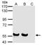 Sialic Acid Binding Ig Like Lectin 7 antibody, PA5-30683, Invitrogen Antibodies, Western Blot image 