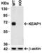 Kelch Like ECH Associated Protein 1 antibody, GTX31864, GeneTex, Western Blot image 
