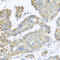 SYT4 antibody, 23-145, ProSci, Immunohistochemistry frozen image 