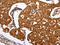 Poly(ADP-Ribose) Polymerase 1 antibody, CSB-PA966699, Cusabio, Immunohistochemistry frozen image 