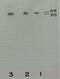 Kallikrein B1 antibody, 19901, QED Bioscience, Western Blot image 