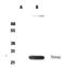 Diablo IAP-Binding Mitochondrial Protein antibody, ALX-210-788-C100, Enzo Life Sciences, Western Blot image 