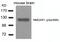 Glutamate Ionotropic Receptor NMDA Type Subunit 1 antibody, GTX50168, GeneTex, Western Blot image 