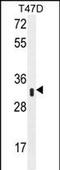 Interferon Induced Protein 35 antibody, PA5-71473, Invitrogen Antibodies, Western Blot image 