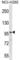 Family With Sequence Similarity 83 Member G antibody, abx027665, Abbexa, Western Blot image 