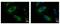 Protein Phosphatase, Mg2+/Mn2+ Dependent 1A antibody, NBP1-32751, Novus Biologicals, Immunofluorescence image 