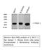 Peroxiredoxin 1 antibody, STJ97014, St John