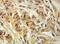 Acyl-CoA Thioesterase 11 antibody, 10776-1-AP, Proteintech Group, Immunohistochemistry frozen image 
