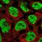 HNF1 Homeobox A antibody, NBP2-38243, Novus Biologicals, Immunofluorescence image 