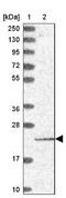 Pentatricopeptide Repeat Domain 2 antibody, NBP1-92303, Novus Biologicals, Western Blot image 