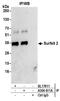 Surfeit 2 antibody, A304-611A, Bethyl Labs, Immunoprecipitation image 