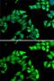 Opioid Growth Factor Receptor antibody, GTX32765, GeneTex, Immunofluorescence image 
