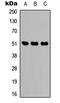 Isocitrate dehydrogenase [NADP], mitochondrial antibody, LS-C354399, Lifespan Biosciences, Western Blot image 