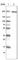 Myosin Heavy Chain 6 antibody, AMAb90947, Atlas Antibodies, Western Blot image 