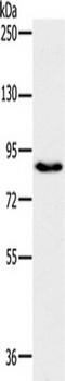 Pleckstrin Homology And RhoGEF Domain Containing G6 antibody, TA350195, Origene, Western Blot image 