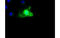 SCY1 Like Pseudokinase 3 antibody, MBS833830, MyBioSource, Immunofluorescence image 