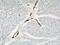 Actin Alpha 2, Smooth Muscle antibody, 23081-1-AP, Proteintech Group, Immunohistochemistry frozen image 