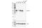 Coronin 1A antibody, 60613S, Cell Signaling Technology, Western Blot image 