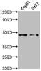 Proteasome 26S Subunit, Non-ATPase 4 antibody, CSB-PA018908HA01HU, Cusabio, Western Blot image 