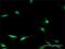 Enolase-Phosphatase 1 antibody, H00058478-D01P, Novus Biologicals, Immunofluorescence image 