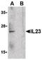 Interleukin 23 Subunit Alpha antibody, LS-B1366, Lifespan Biosciences, Western Blot image 