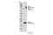 Signal Transducing Adaptor Molecule 2 antibody, 53674S, Cell Signaling Technology, Western Blot image 