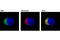 Mitochondrial Antiviral Signaling Protein antibody, 4983S, Cell Signaling Technology, Immunocytochemistry image 