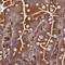 ER Degradation Enhancing Alpha-Mannosidase Like Protein 2 antibody, NBP2-37921, Novus Biologicals, Immunohistochemistry paraffin image 