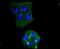 Interferon Regulatory Factor 5 antibody, NBP2-67742, Novus Biologicals, Immunocytochemistry image 