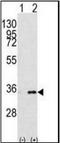 Prohibitin 2 antibody, orb89939, Biorbyt, Western Blot image 